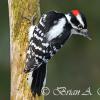 Downy Woodpecker