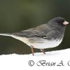 Dark Eyed Junco In Snow