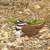 Killdeer On Nest