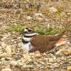 Killdeer On Nest