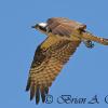 Osprey In Flight