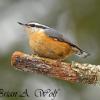 Red-Breasted Nuthatch