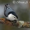 White-Breasted Nuthatch