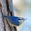 Red-Breasted Nuthatch