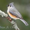 Tufted Titmouse