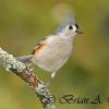 He's Filling The Feeders - Tufted Titmouse