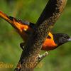 Baltimore Oriole