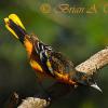 Baltimore Oriole