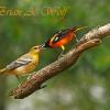 Baltimore Oriole and Fledgeling