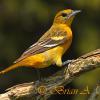 Baltimore Oriole Female