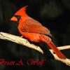 Cardinal