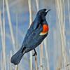 Redwing Blackbird