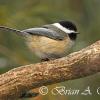 Chickadee