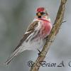 Common Redpoll