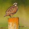 Fence Post Bob - Bobwhite Quail - Male