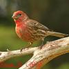 House Finch