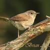 House Wren