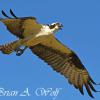 Osprey