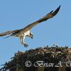 Osprey At Nest