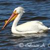 White Pelican