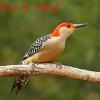 Read Bellied Woodpecker
