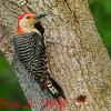 Red Bellied Woodpecker At Nest