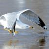 Ring-Billed Gull