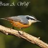 Red Breasted Nuthatch