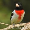 Rose Breasted Grosbeak