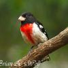 Rose Breasted Grosbeak