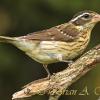 Rose Breasted Grosbeak - Female