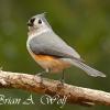 Tufted Titmouse