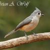 Tufted Titmouse