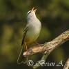 White Crowned Sparrow