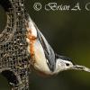 White Breasted Nuthatch