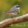 Yellow Rumped Warbler