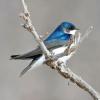 Tree Swallow