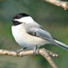 Chickadee