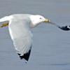 Ring-Billed Gull