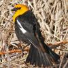 Yellowheaded Blackbird