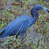 Crawfish Snack - Little Blue Heron