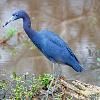 Little Blue Heron