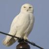 Snowy Owl - Buena Vista Grasslands