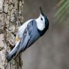 White Breasted Nuthatch