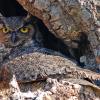 Great Horned Owl