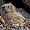 Owlet - Great Horned Owl
