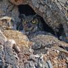 Great Horned Owl and Owlet