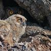 Owlet and Mom In The Background - Great Horned Owl