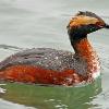 Horned Grebe