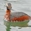 Horned Grebe